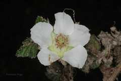 Cotoneaster microphyllus
